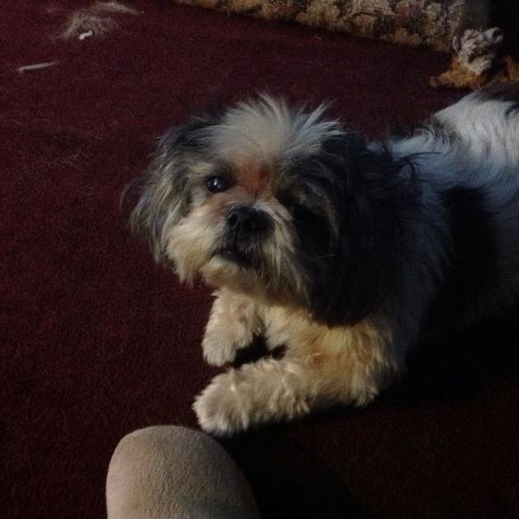 Meet your Posher, Patti - Picture 1 of 1